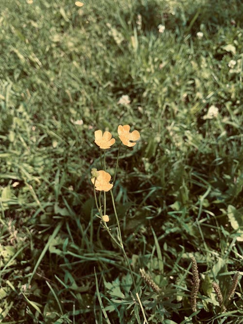 Free stock photo of flowers, grass, green