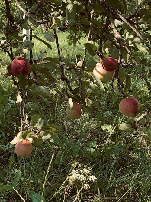Free stock photo of apple tree, apples, garden