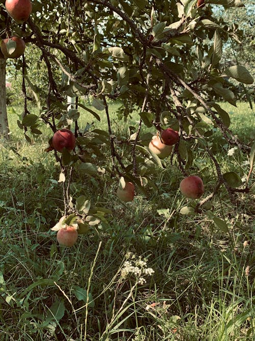 Free stock photo of apple tree, apples, garden