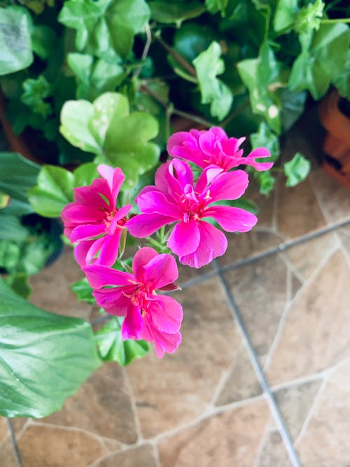 Free stock photo of flowers, fuchsia, indoor plants