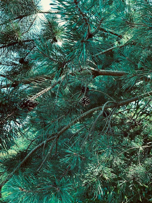 Free stock photo of green, pine cone, pine tree