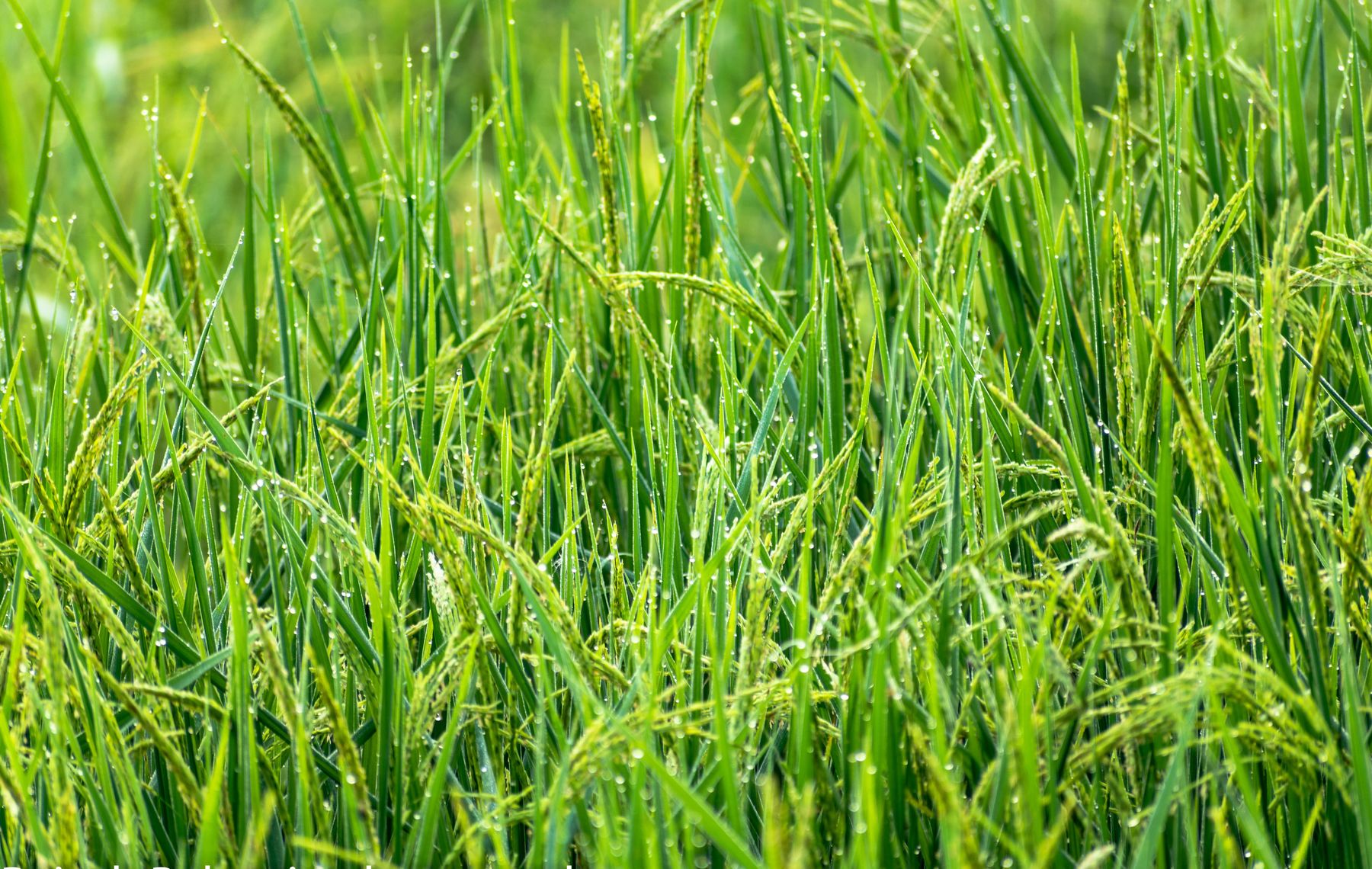 Rice crop field used to explain rice husk and straw biomass sourcing