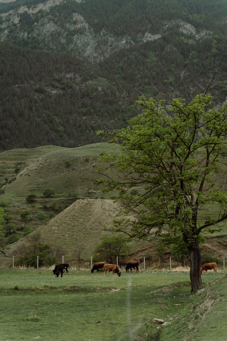 Farm Animals On A Grazing Land 