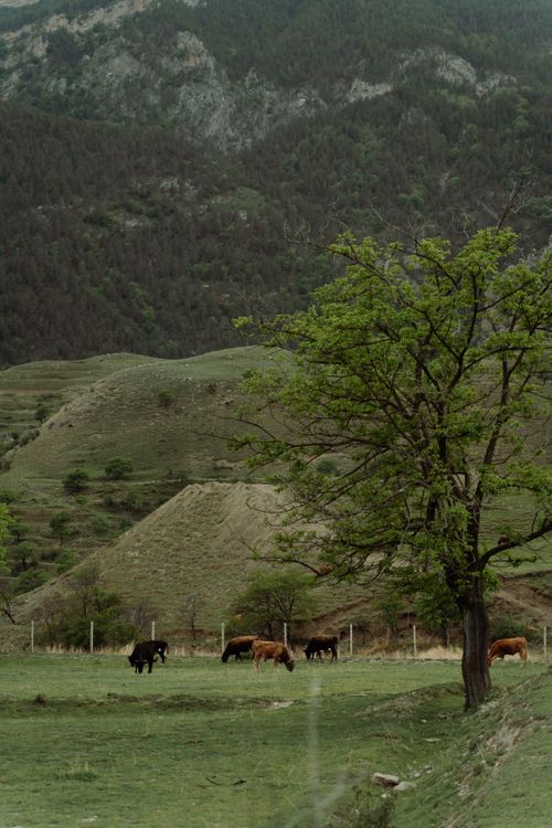 Free Peaceful pasture in mountain terrain with grazing livestock and lush greenery. Stock Photo