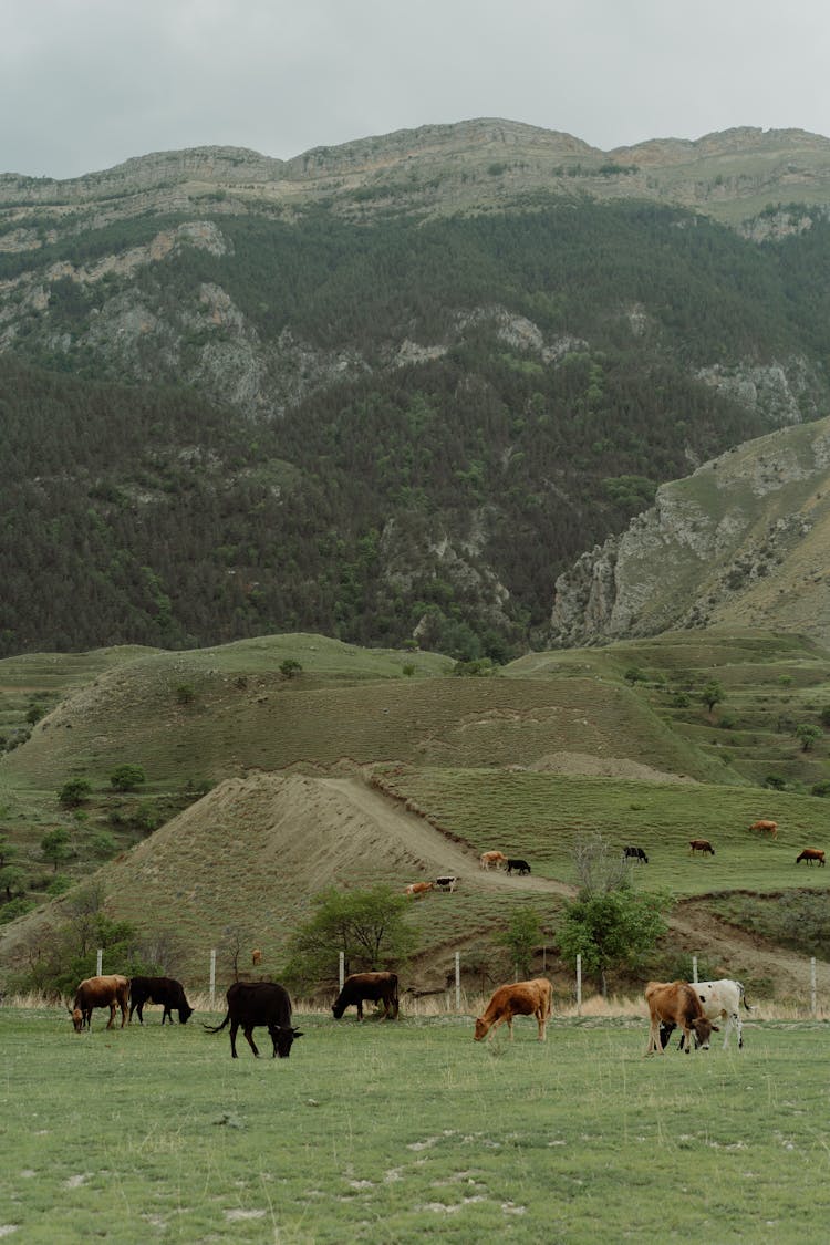 Farm Animals On A Grazing Land