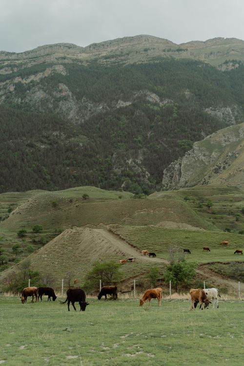 Free Cattle graze peacefully on a lush meadow surrounded by scenic mountains. Stock Photo