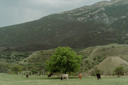 Free Idyllic countryside with cows grazing under a tree on a mountain backdrop. Stock Photo