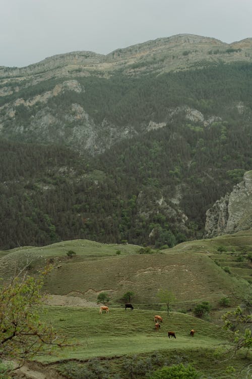 Green Mountain Landscape with Cows