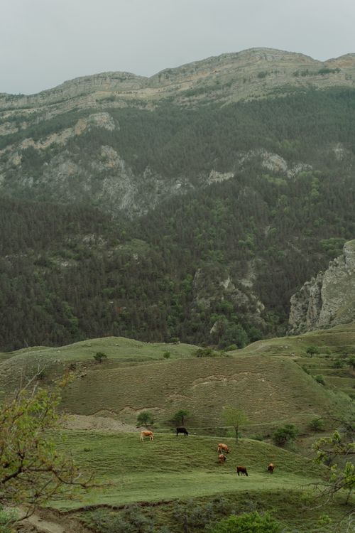 Free Scenic mountain landscape with peaceful pasture and grazing cows, evoking tranquility and nature's beauty. Stock Photo