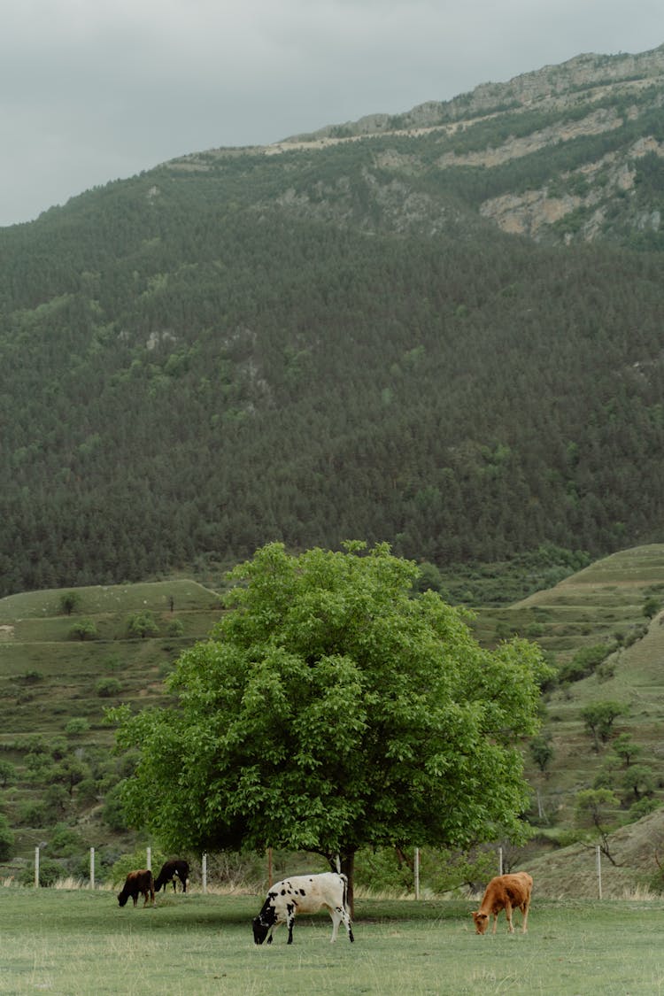 A Cows Eating A Grass