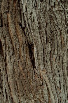 Close-up shot showcasing intricate textures of tree bark, ideal for nature-themed projects.
