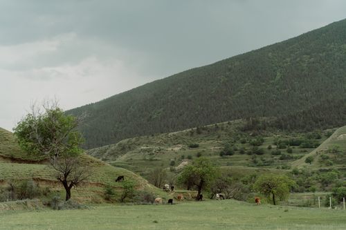 Free Peaceful countryside scene featuring grazing cattle on a lush green landscape under a cloudy sky. Stock Photo