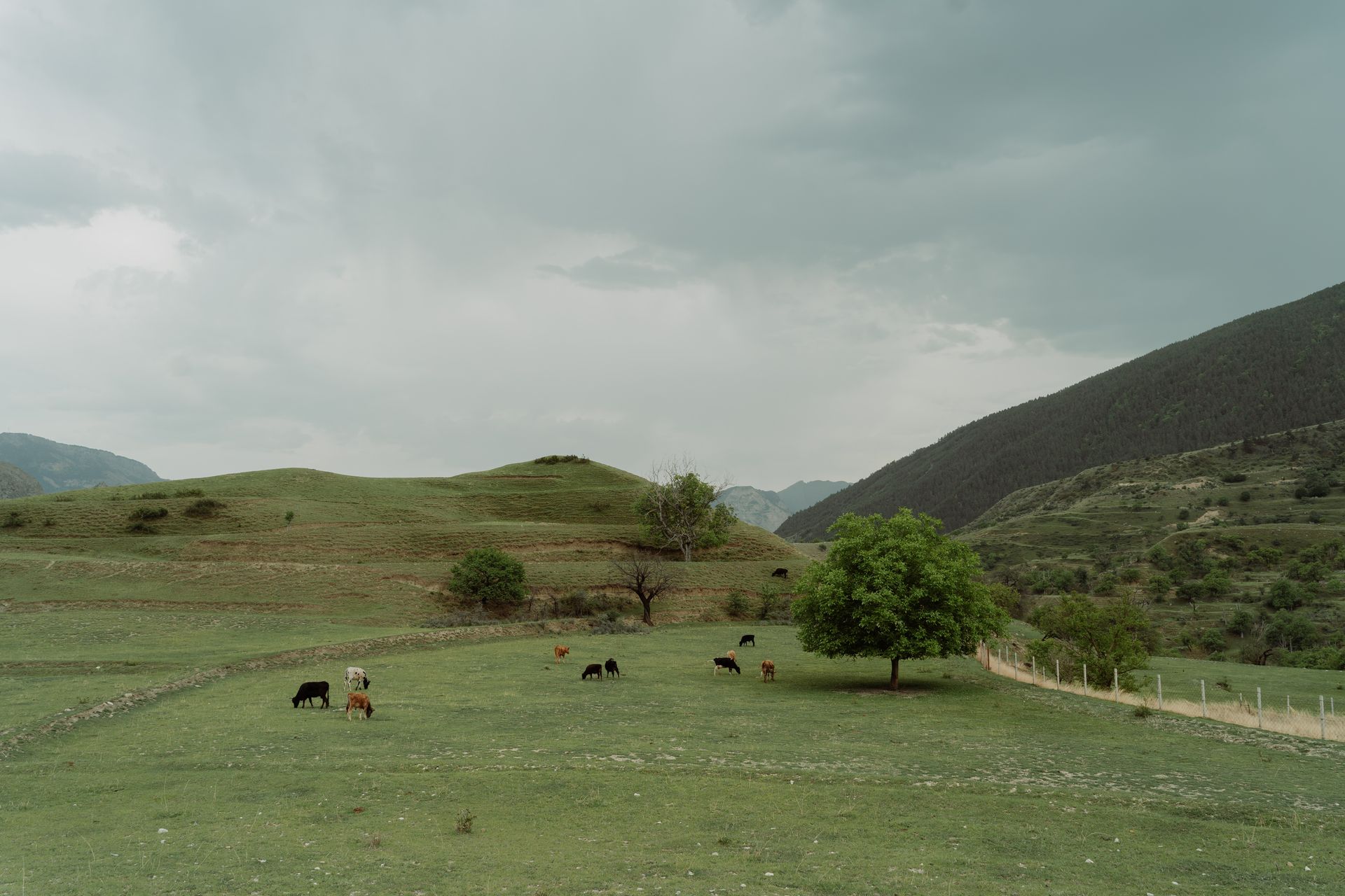 Farm Animals on a Grazing Land under Gloomy Sky