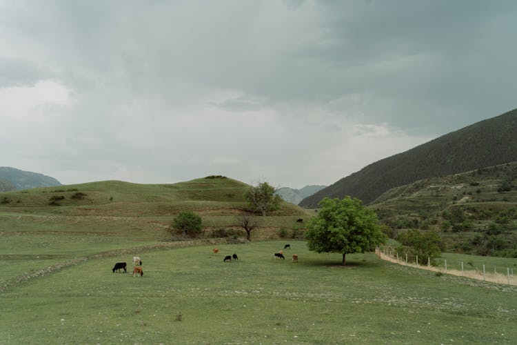 Farm Animals On A Grazing Land Under Gloomy Sky 