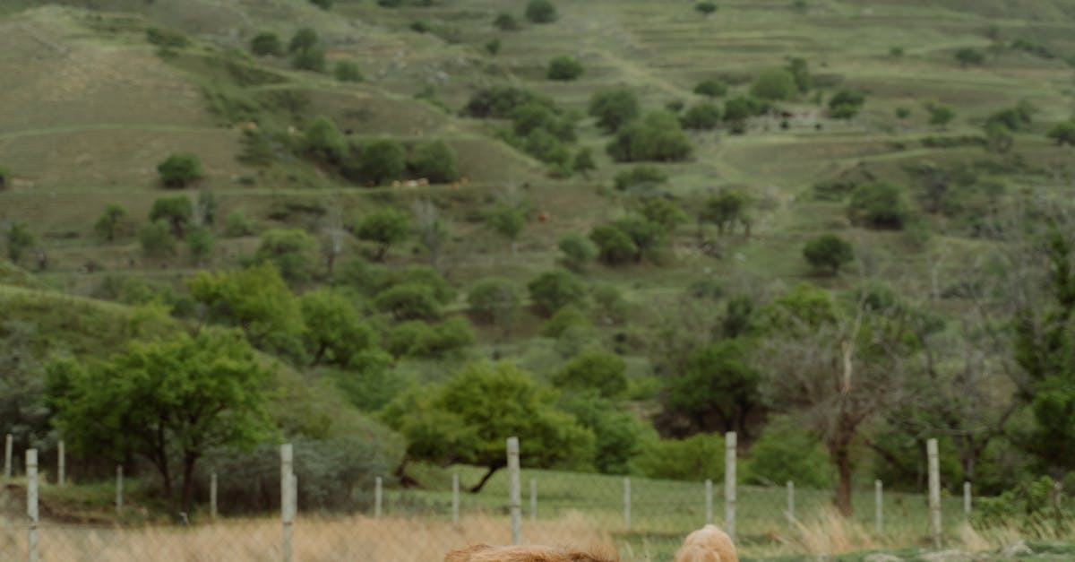 How much does a cow weigh in tonnes