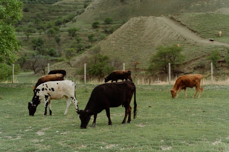 A Cows Eating A Grass 