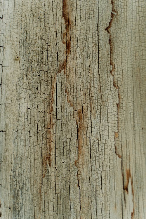 Foto d'estoc gratuïta de clivella, fusta, primer pla