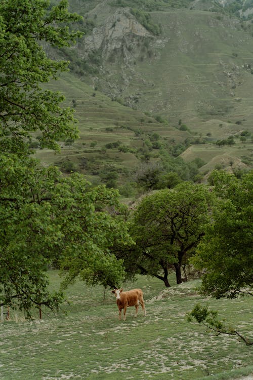 Бесплатное стоковое фото с горы, деревья, домашний скот