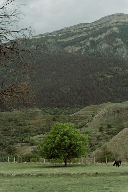 Free A peaceful rural scene featuring a solitary tree and cow against a mountainous backdrop. Stock Photo