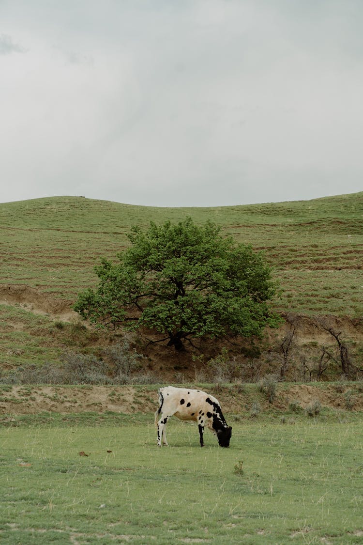 A Cow Eating The Grass