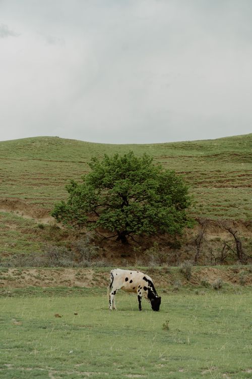 Free A lone cow grazes peacefully on a lush pasture under a tree in a tranquil countryside setting. Stock Photo
