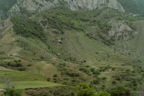 Безкоштовне стокове фото на тему «гірська сторона, гори, дерева»