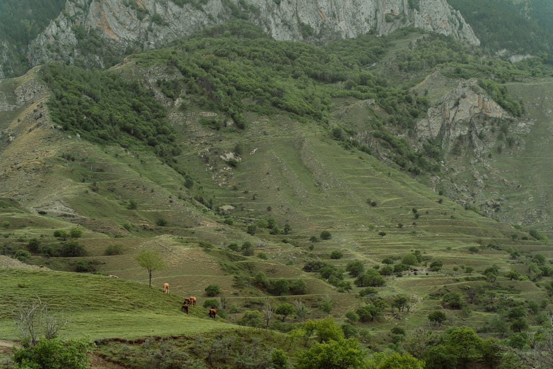 Scenic View of Green Mountain Side 