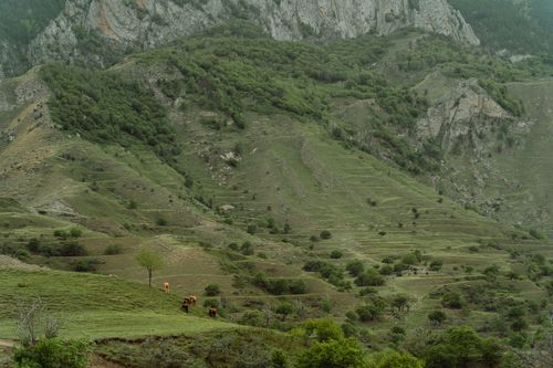 Free Scenic view of a pastoral landscape with grazing livestock on a green mountainside. Stock Photo
