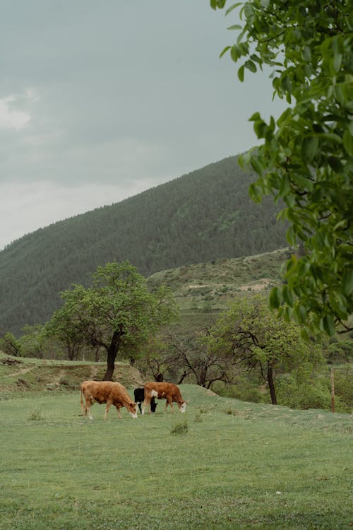 Бесплатное стоковое фото с горы, деревья, домашний скот
