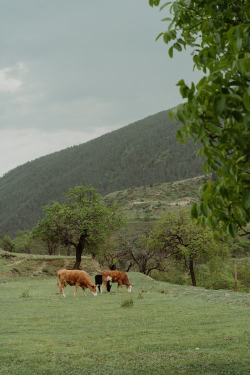 Free Cows grazing peacefully in a lush, picturesque mountain meadow during the day. Stock Photo