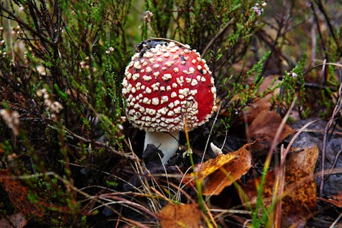 Red and White Mushroom 