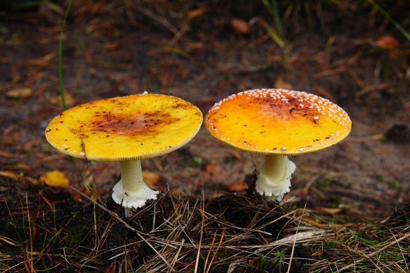 Perlpilz mit rötendem Fleisch am Stiel – charakteristisches Bestimmungsmerkmal von Amanita rubescens