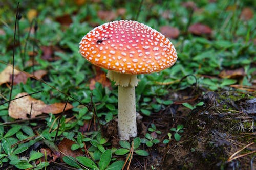 Macro Photography Of White Mushroom · Free Stock Photo