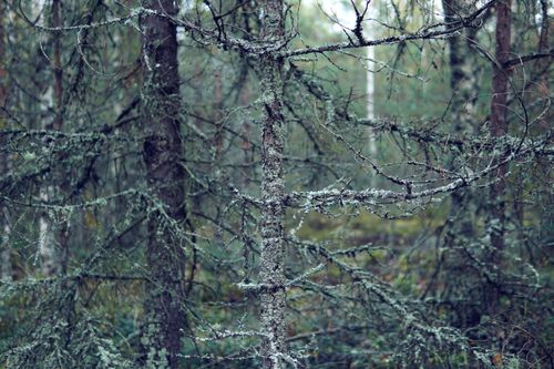 Free Capture of a winter forest scene with bare, moss-covered trees and a serene atmosphere. Stock Photo