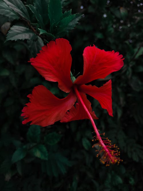 Ilmainen kuvapankkikuva tunnisteilla hauras, hibiskus, kukinta