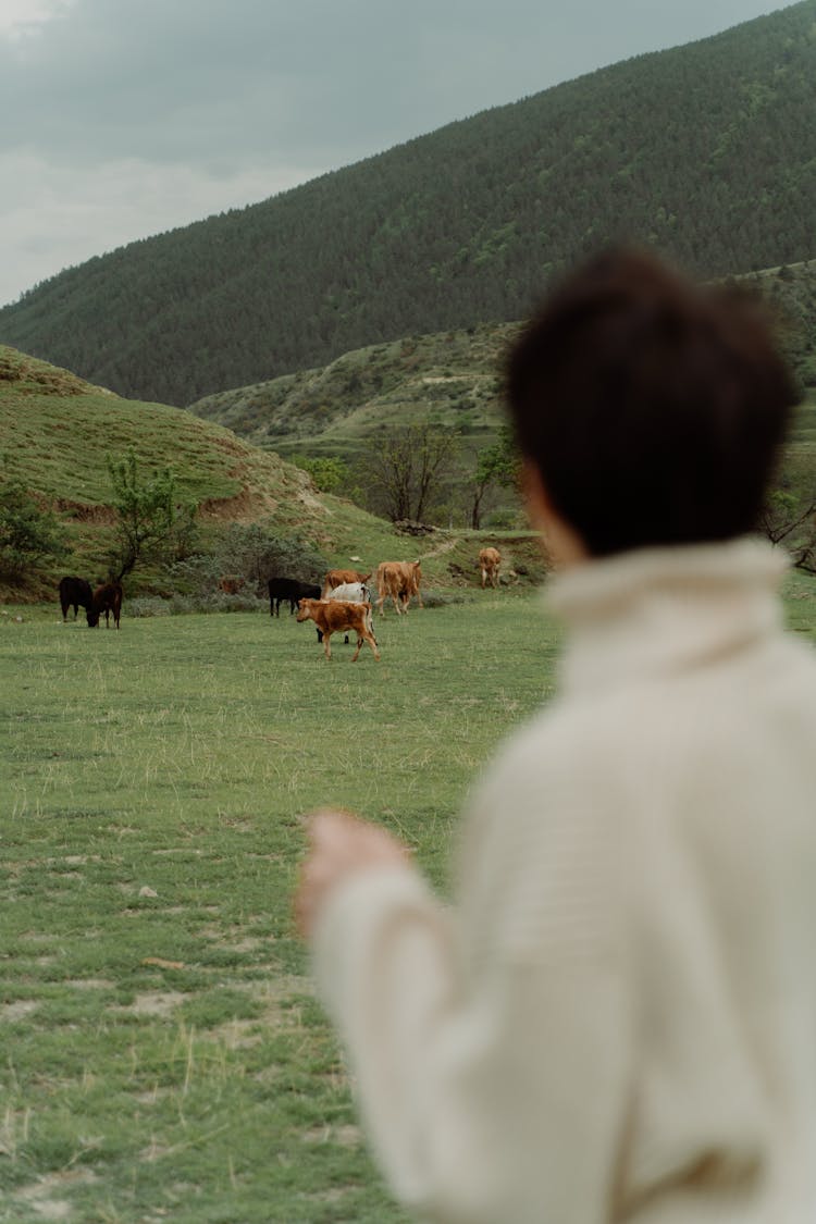 Back View Of A Woman Looking At The Cows