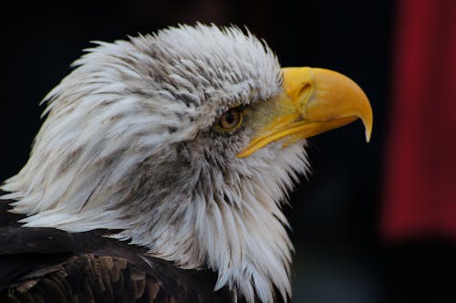 White and Brown Eagle in Close Up Photography
