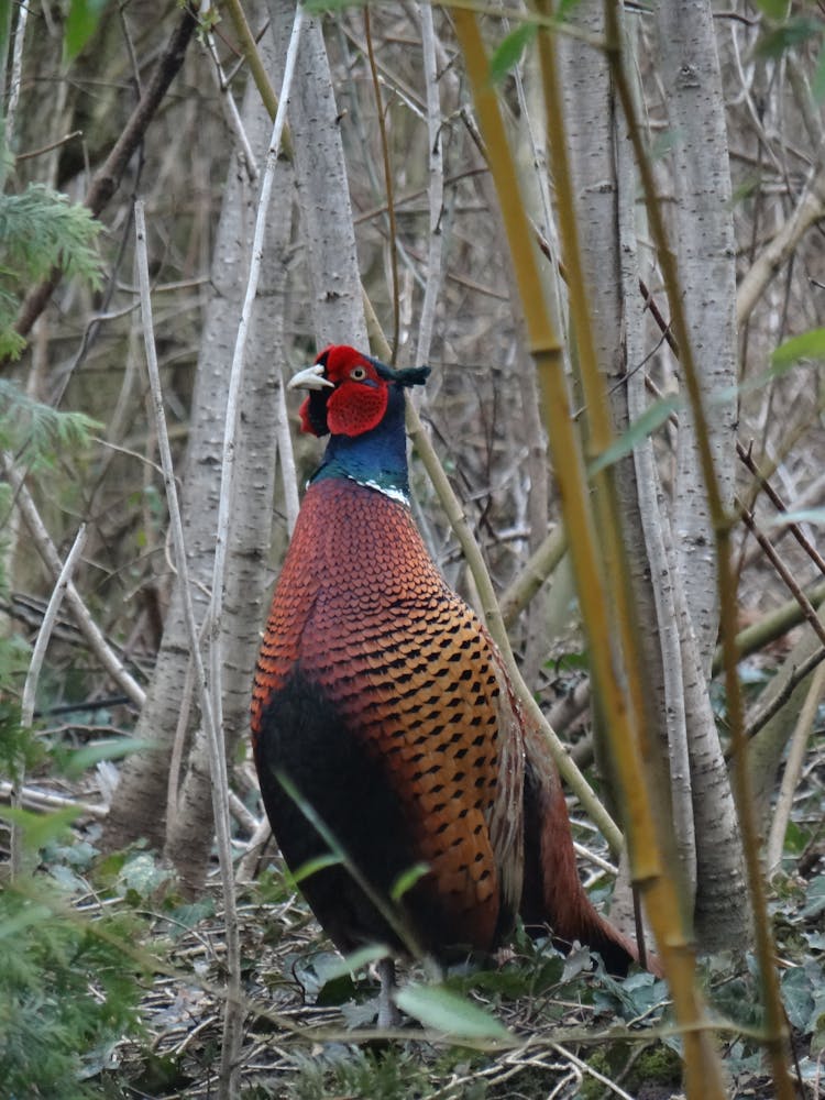 Close-up Photo Of Pheasant Bird 