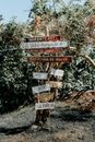 Exhibition of Various Inscriptions and Names on Tree Trunk