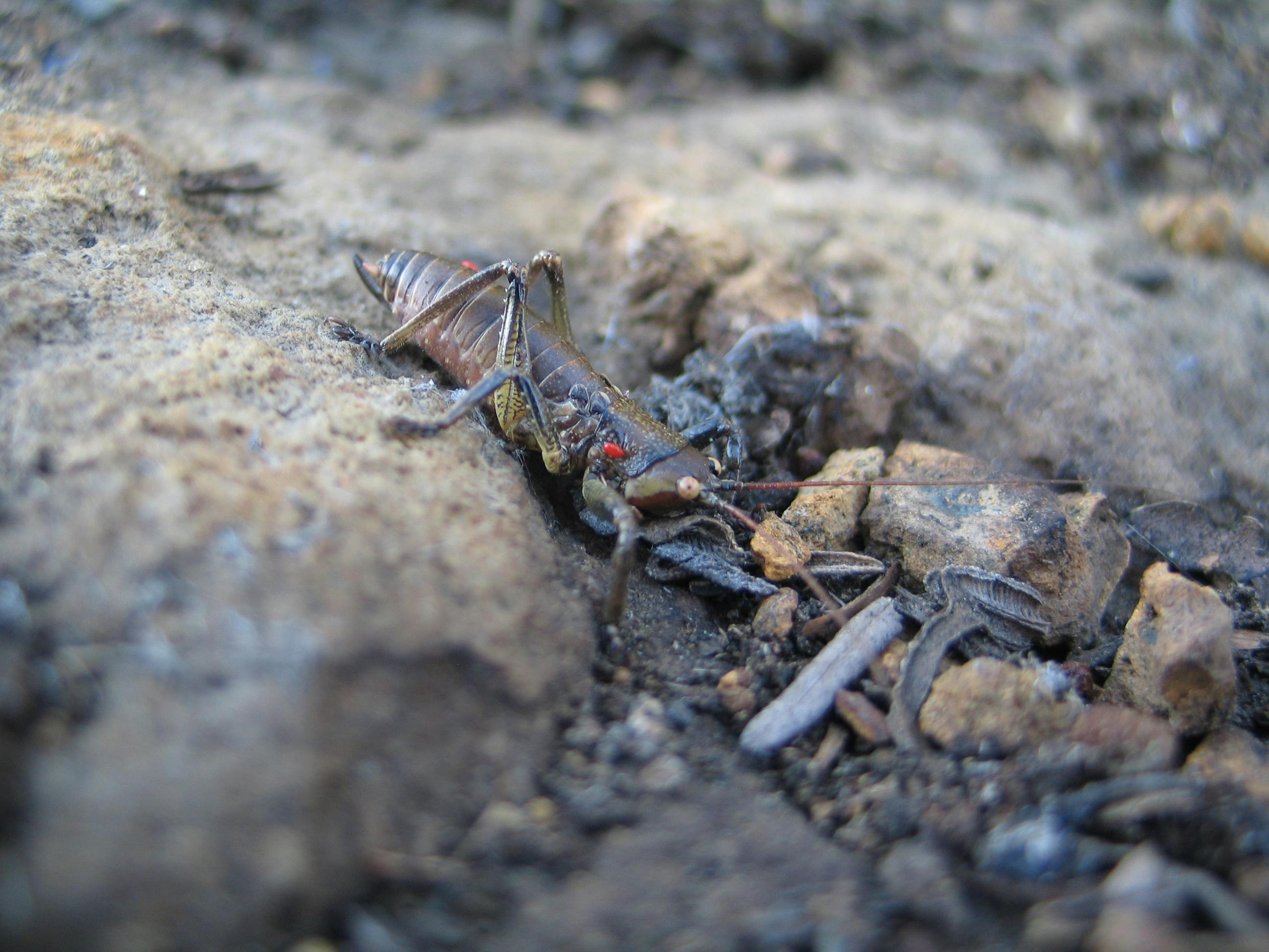 Free stock photo of cricket, insect