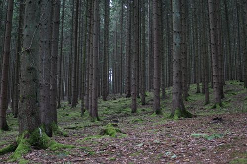 Free Captivating view of a tranquil forest with tall trees and lush green moss, creating a serene atmosphere. Stock Photo
