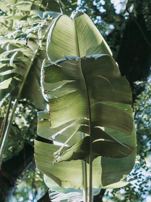 Banana Leaf From Below