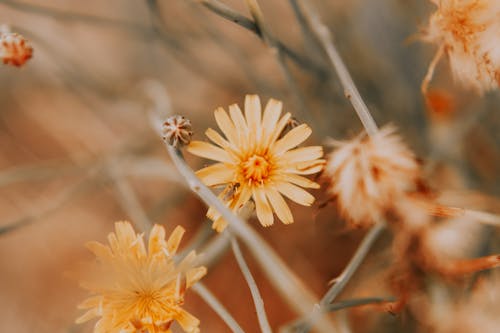 Gratis lagerfoto af blomster, delikat, flora