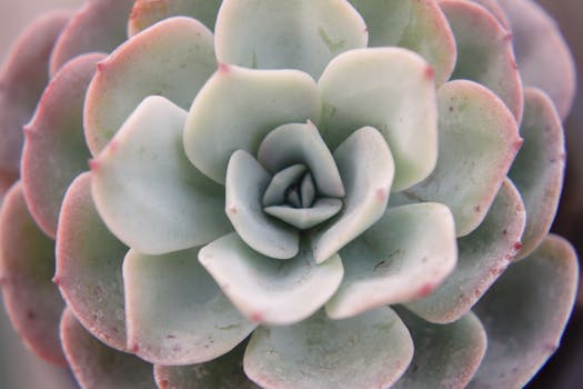 Echeveria image