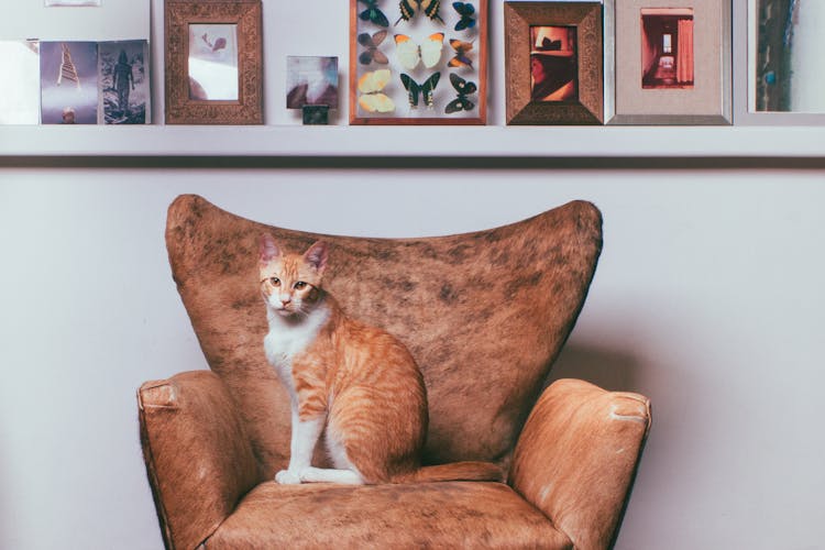 Ginger Cat Sitting On Armchair