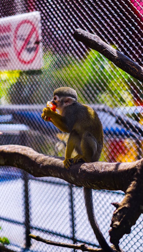Free Selective Focus Photo of a Monkey Eating while Sitting on a Tree Branch Stock Photo