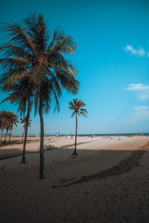 Free Beautiful sandy beach with lush palm trees against a vibrant blue sky, capturing a serene tropical atmosphere. Stock Photo