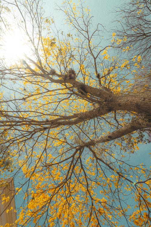 Gratis Fotos de stock gratuitas de árbol, foto de ángulo bajo, hojas Foto de stock