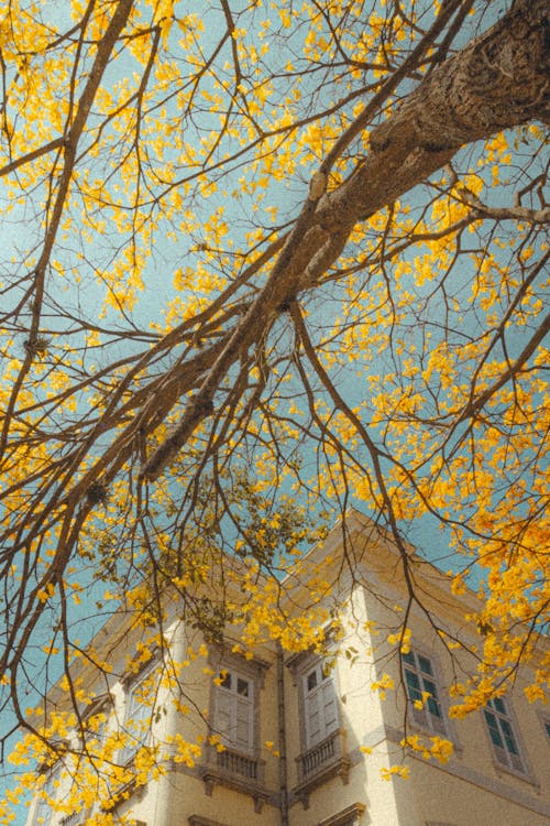 노란 잎, 로우앵글 샷, 수직 쐈어의 무료 스톡 사진
