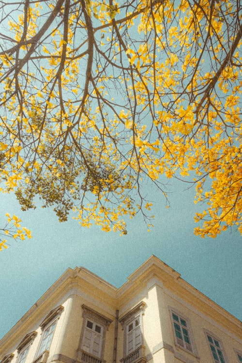 Yellow Leaves on Tree Branch Beside a Building